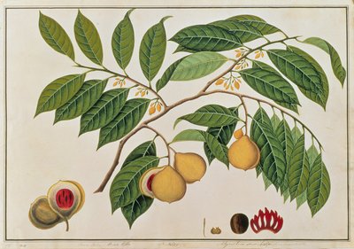 Booa Palla of Nootmuskaat, uit Tekeningen van Planten uit Malakka, c.1805-18 door Chinese School